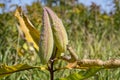 Milkweed